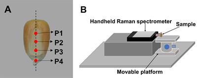Oil content analysis of corn seeds using a hand-held Raman spectrometer and spectral peak decomposition algorithm
